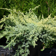JUNIPERUS GINEPRO SQUAMATA HOLGER IN VASO 15CM