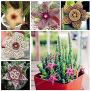 STAPELIA VARIETA' ASSORTITA VASO 5.5CM