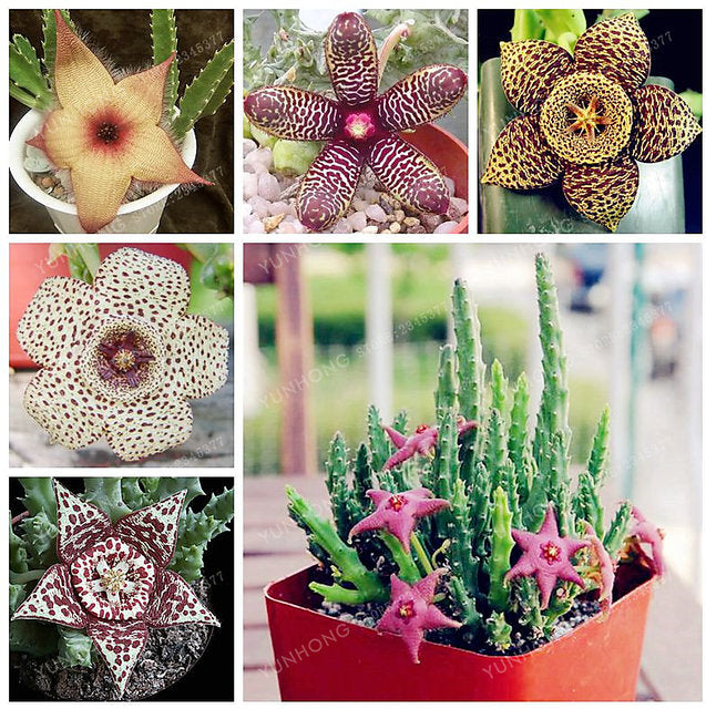 STAPELIA VARIETA' ASSORTITA VASO 8CM
