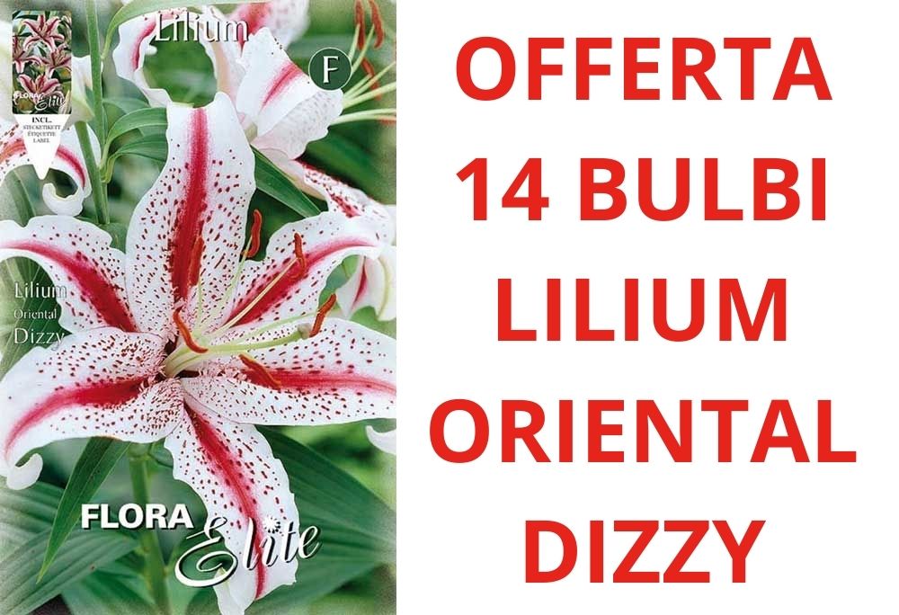 OFFERTA 14 LILIUM ORIENTAL DIZZY