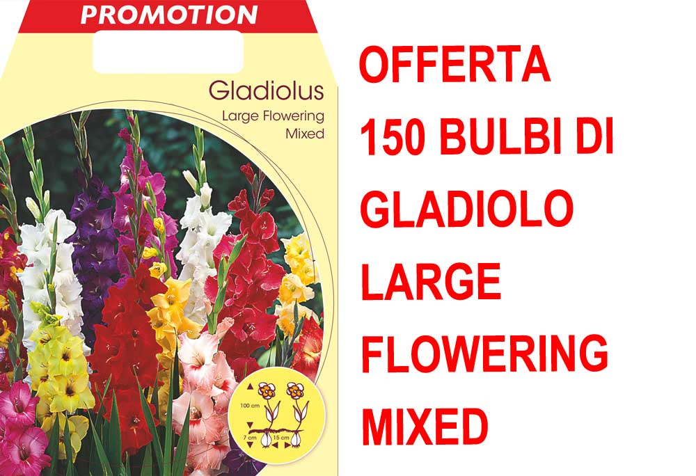 OFFERTA 150 BULBI DI GLADIOLO A FIORI GRANDI MIX DI COLORI