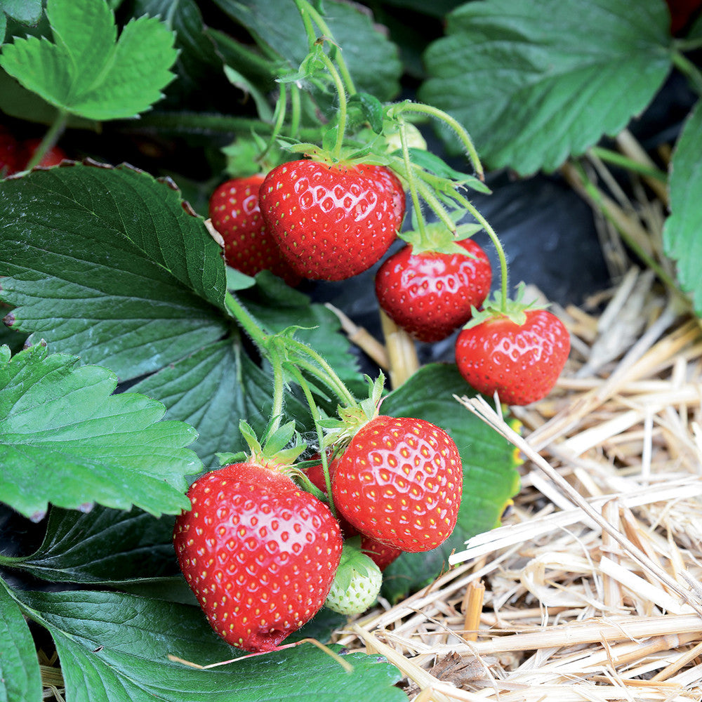 CONCIME LIQUIDO BIOLOGICO ORTO DA BALCONE 500G