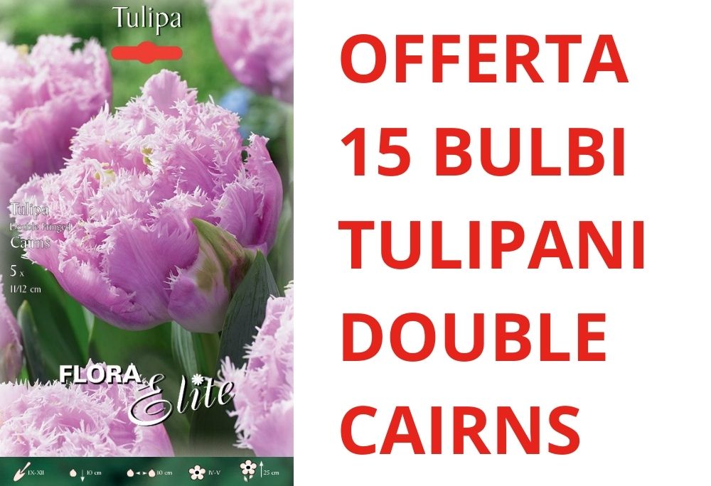 OFFERTA 15 BULBI DI TULIPANO DOUBLE FRINGED CAIRNS