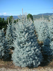 ABETE PICEA PUNGENS XMAS SUPER BLUE IN VASO 30CM CONIFERA NANA