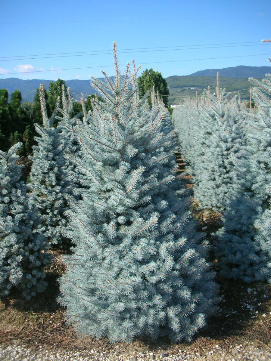 ABETE PICEA PUNGENS XMAS SUPER BLUE IN VASO 30CM CONIFERA NANA