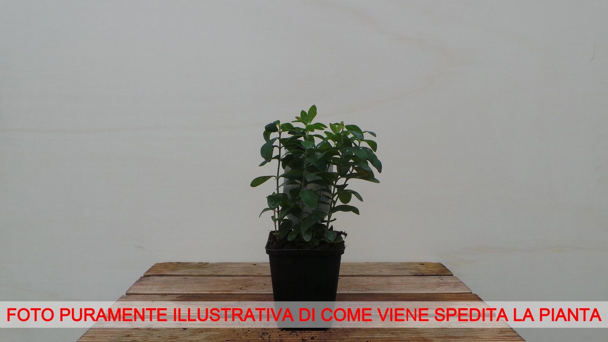IPERICO HYPERICUM CALYCINUM VASO 7CM
