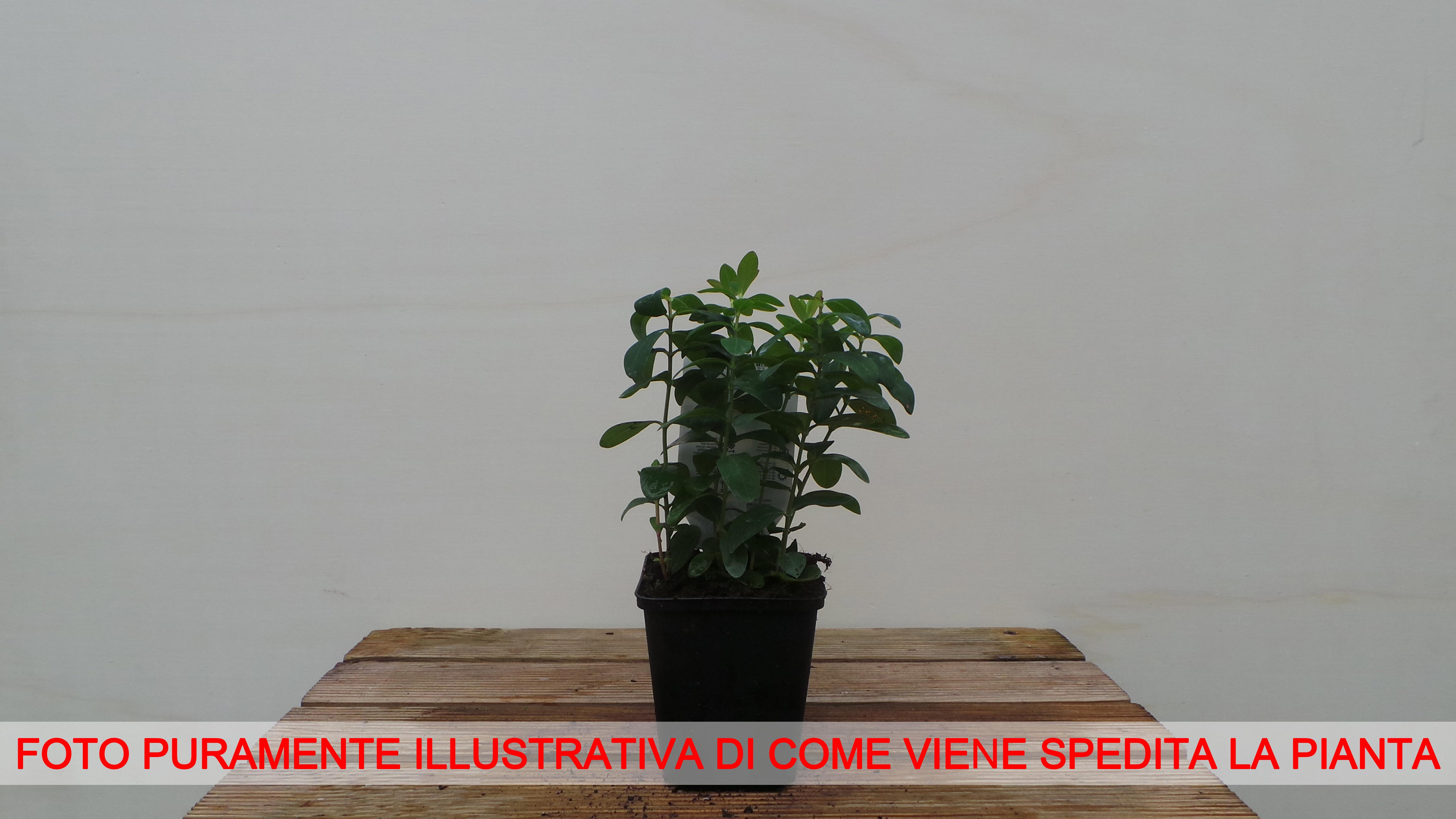 IPERICO HYPERICUM CALYCINUM VASO 7CM