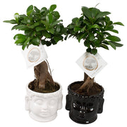 BONSAI FICUS GINSENG VASO BUDDHA 15CM