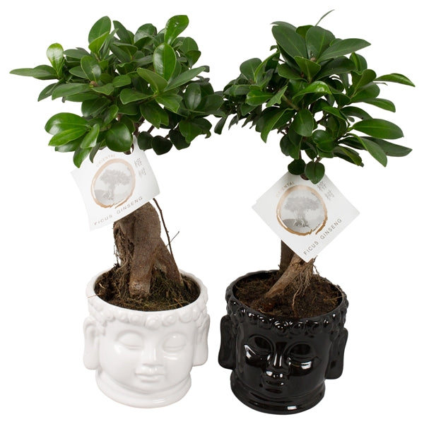 BONSAI FICUS GINSENG VASO BUDDHA 15CM