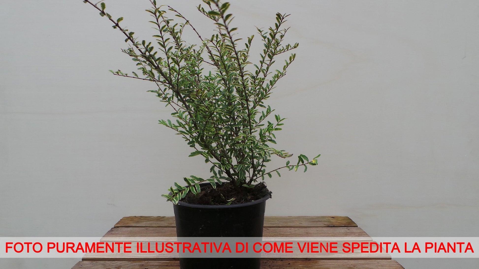 LONICERA SILVER BEAUTY (1 PIANTA)