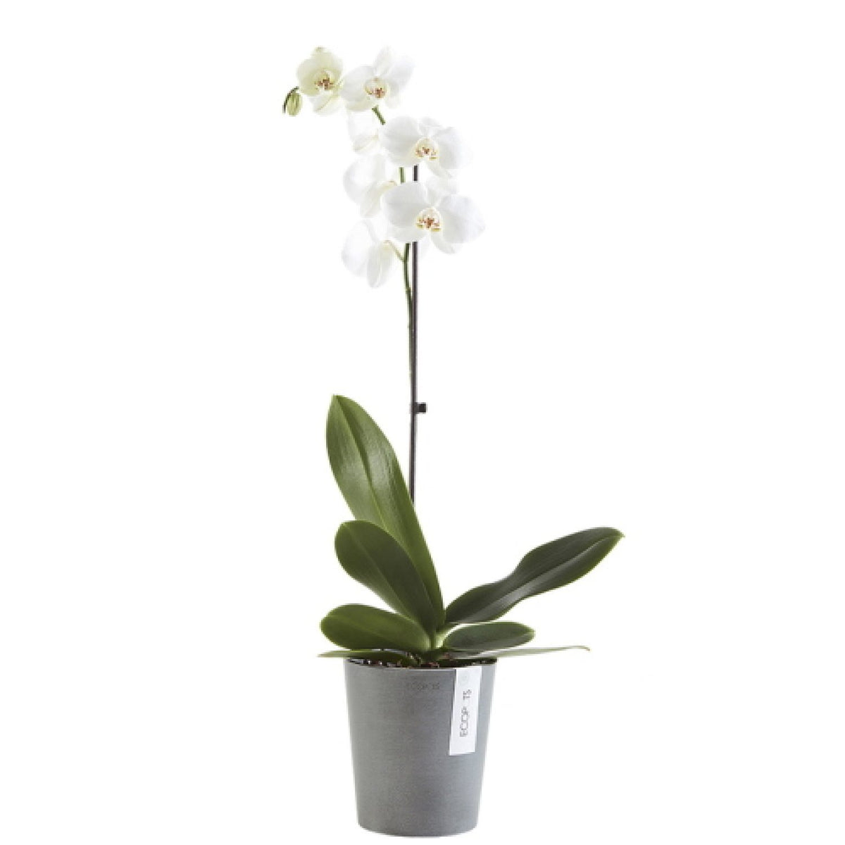 Vaso Per Orchidee Morinda D11 H12.5 Grey Ecopots