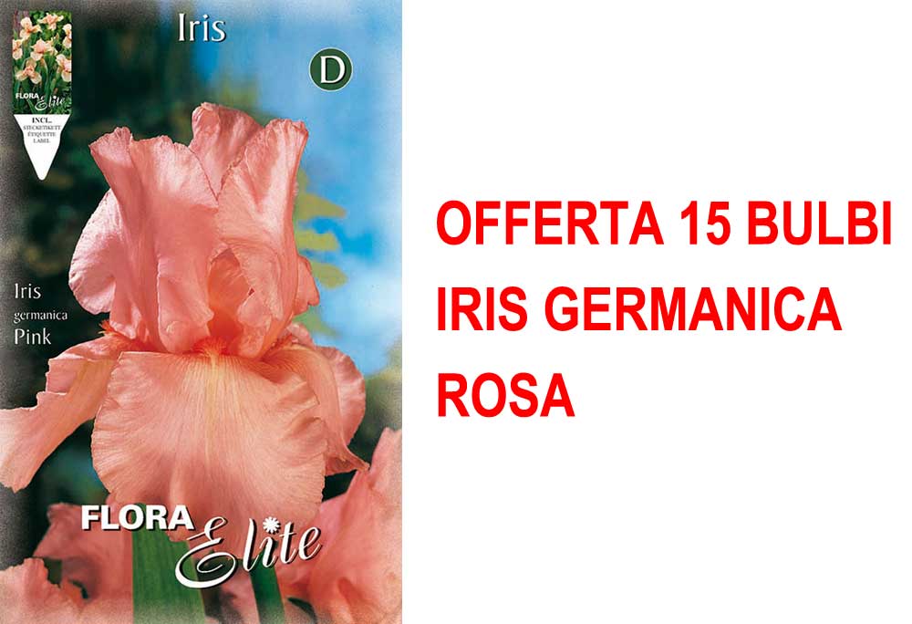 OFFERTA 15 BULBI IRIS GERMANICA ROSA