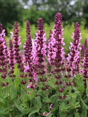 SALVIA NEMOROSA SENSATION DEEP ROSE VASO 18CM