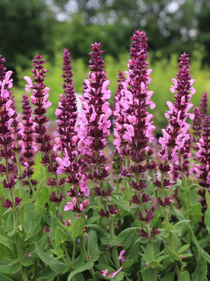 SALVIA NEMOROSA SENSATION DEEP ROSE VASO 18CM