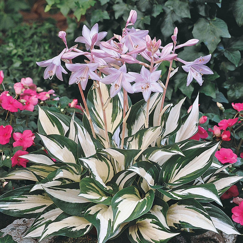 HOSTA FIRE AND ICE IN VASO 15CM