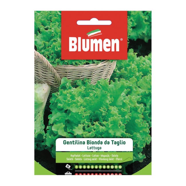 LATTUGA GENTILINA BIONDA DA TAGLIO