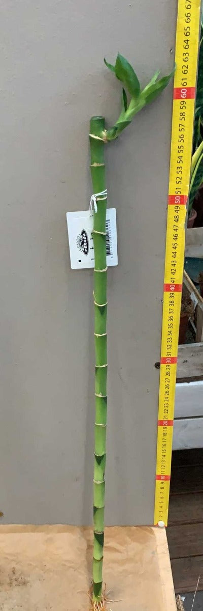 LUCKY BAMBOO 55CM (BAMBÙ DELLA FORTUNA)
