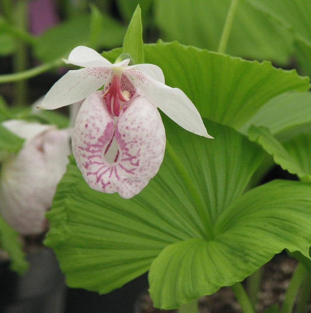 ORCHIDEA DA GIARDINO CYPRIPEDIUM VASO 12CM