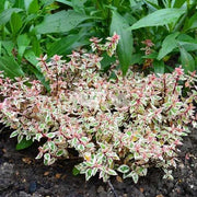 ABELIA GRANDIFLORA LITTLE LADY VASO 12CM