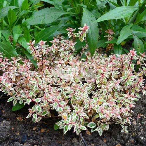 ABELIA GRANDIFLORA LITTLE LADY VASO 12CM