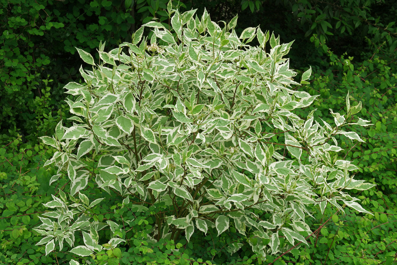 CORNUS ALBA ELEGANTISSIMA IN VASO 18CM