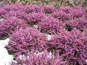 ERICA DARLEYENSIS ROSA VASO 13CM