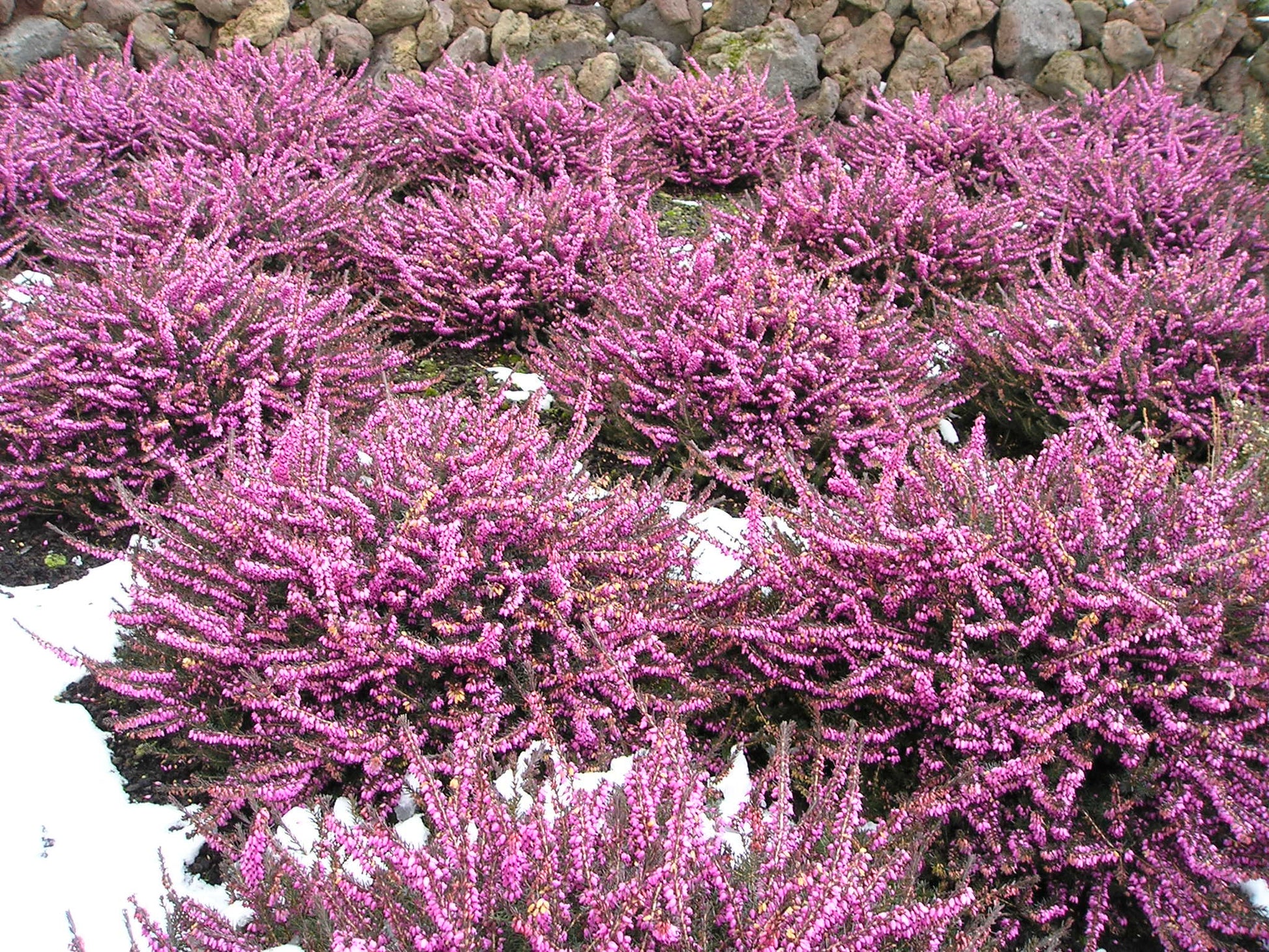 ERICA DARLEYENSIS ROSA VASO 13CM