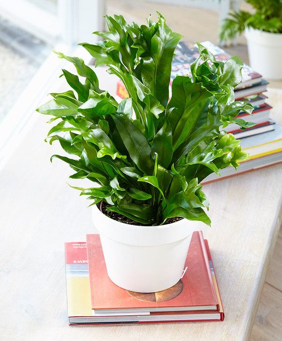 FELCE MICROSORUM GREEN FLAME VASO 20CM