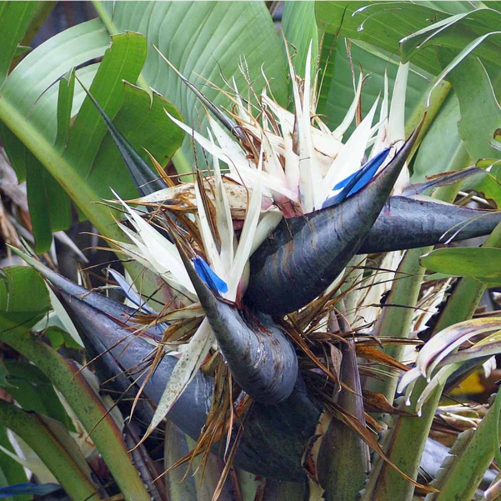 STRELITZIA NICOLAI O UCCELLO DEL PARADISO GIGANTE IN VASO 19CM