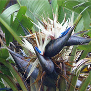 STRELITZIA NICOLAI O UCCELLO DEL PARADISO GIGANTE IN VASO 19CM