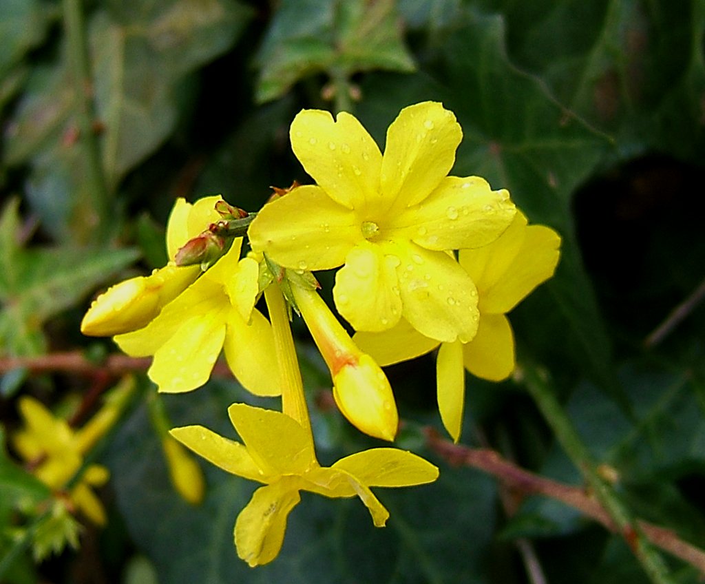 JASMINUM GELSOMINO NUDIFLORUM VASO 13CM