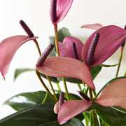 ANTHURIUM ZIZOU CON COPRIVASO CERAMICO VIOLA 7CM