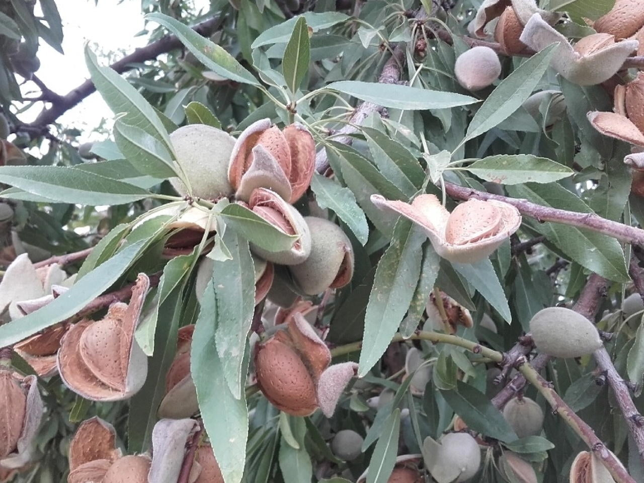 MANDORLO MAKAKO IN VASO 20CM