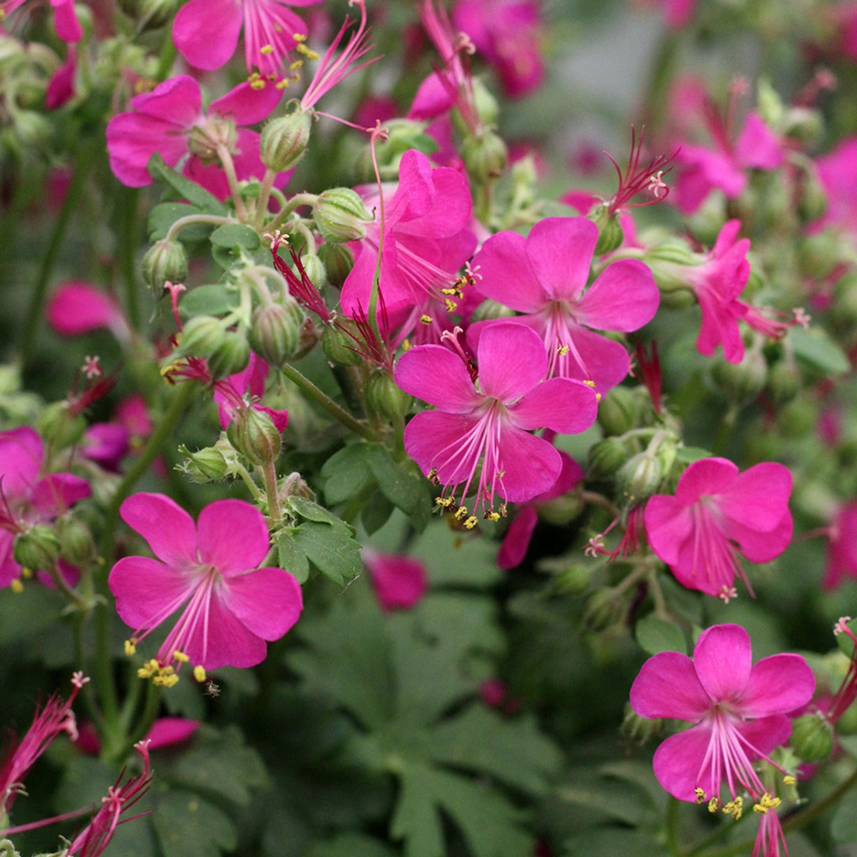GERANIUM CANTABRIGIENSE INTENSE VASO 18CM