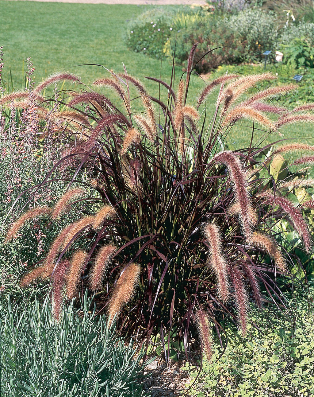 PENNISETUM ADVENA RUBRUM VASO 17CM