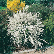 SPIRAEA ARGUTA IN VASO 18CM