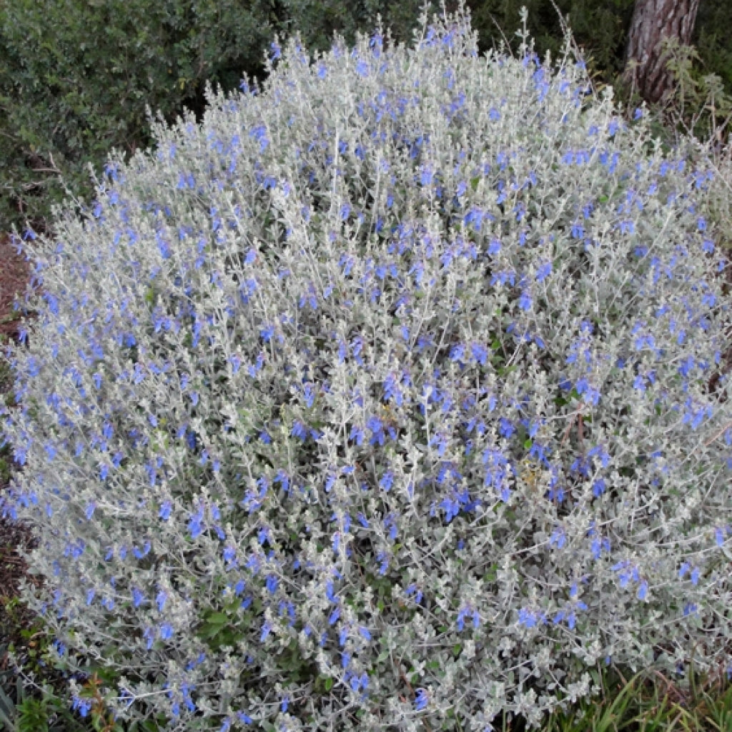 TEUCRIUM FRUTICANS VASO 18CM