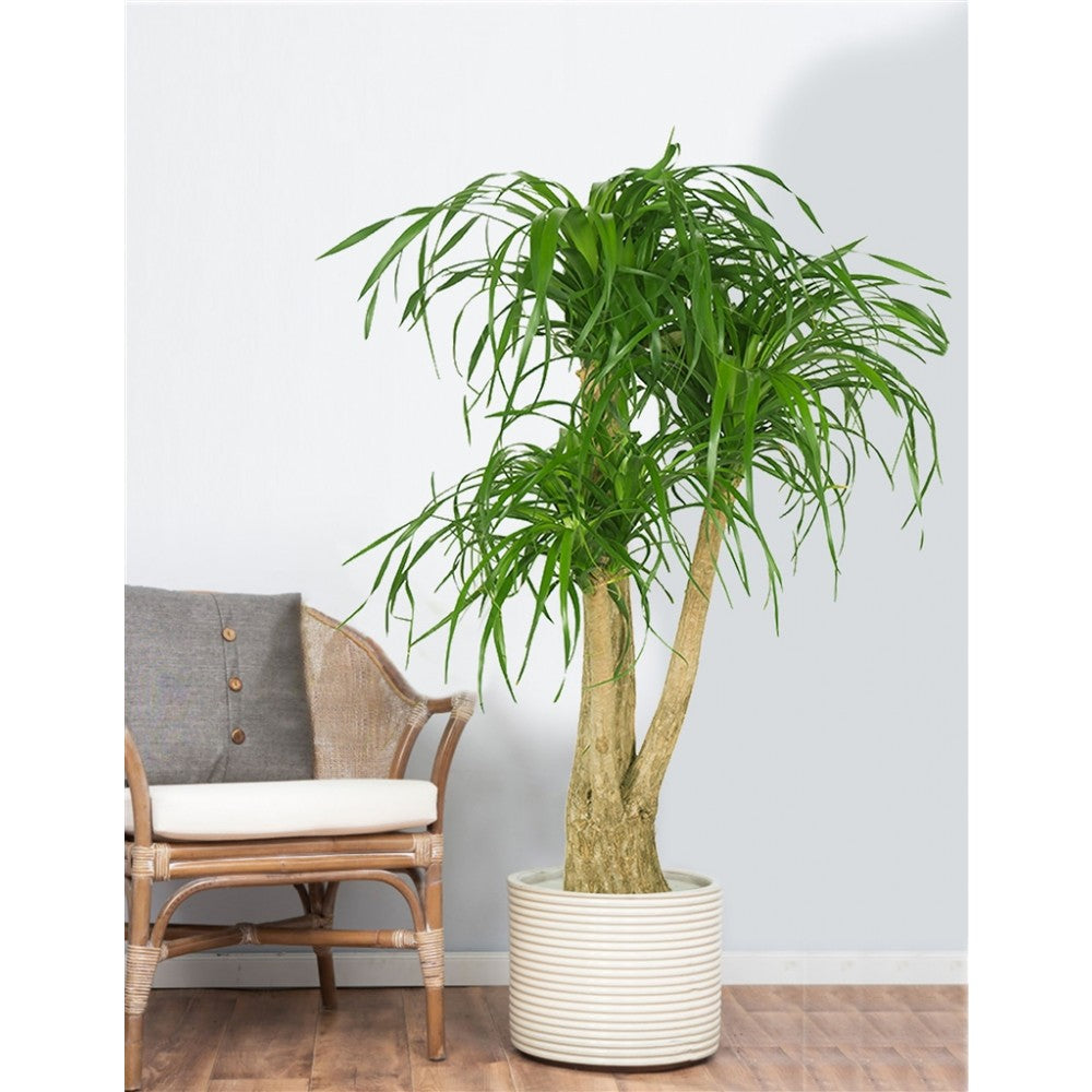 BEAUCARNEA O PIANTA MANGIAFUMO VASO 15CM