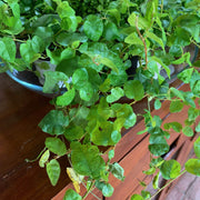 FICUS PUMILA GREEN SUNNY VASO 19CM