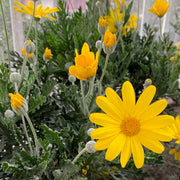 EURYOPS PECTINATUS VASO 18CM