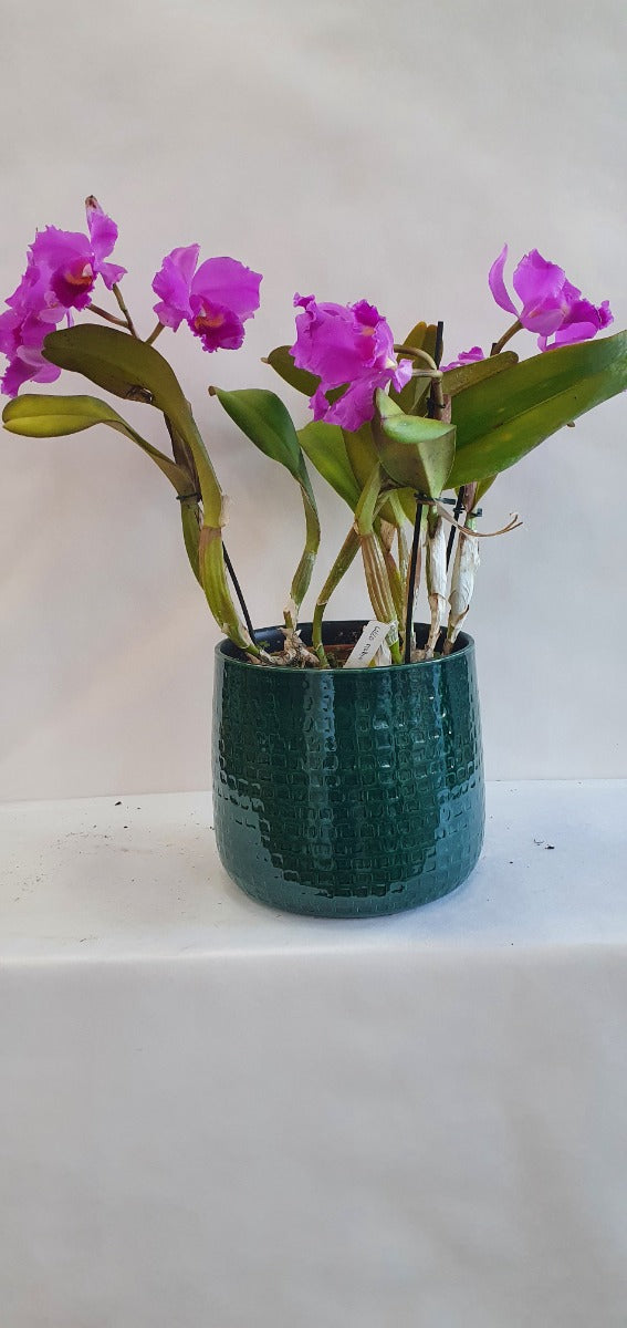 ORCHIDEA CATTLEYA PIANTA MADRE LILLA VASO 22+COPRIVASO VERDE
