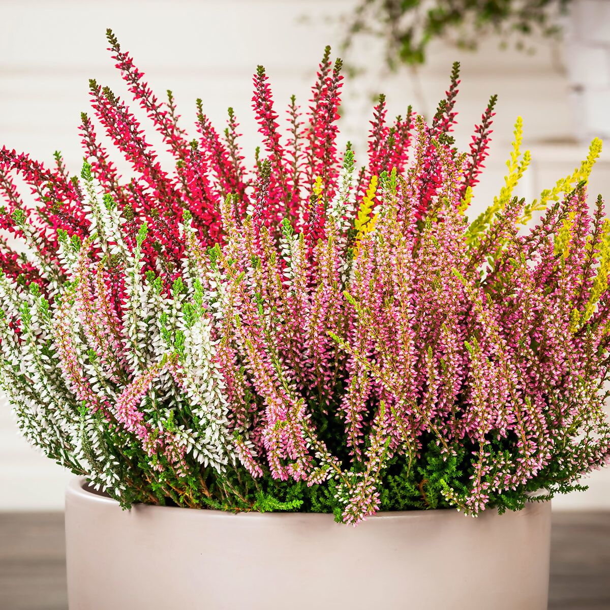 ERICA CALLUNA BEAUTY LADIES IN VASO 11CM ASSORTITA