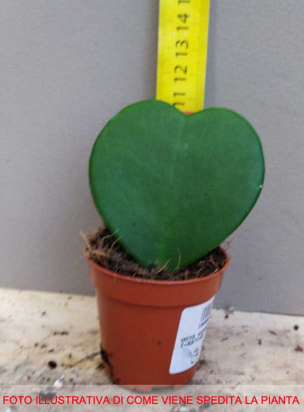 HOYA KERRII FIORE DI CERA VASO 6CM
