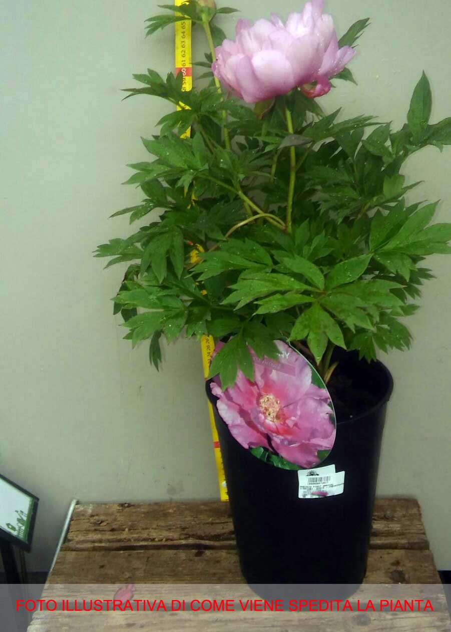PEONIA  ITOH FIRST ARRIVAL VASO 18CM