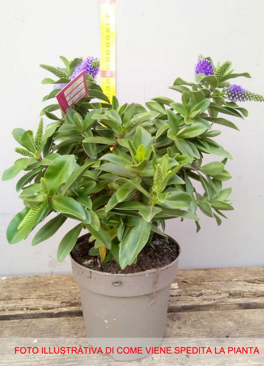 HEBE TRICOLOR VASO 12CM