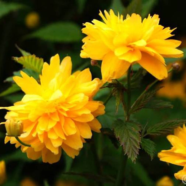 KERRIA JAPONICA PLENIFLORA VASO 18CM