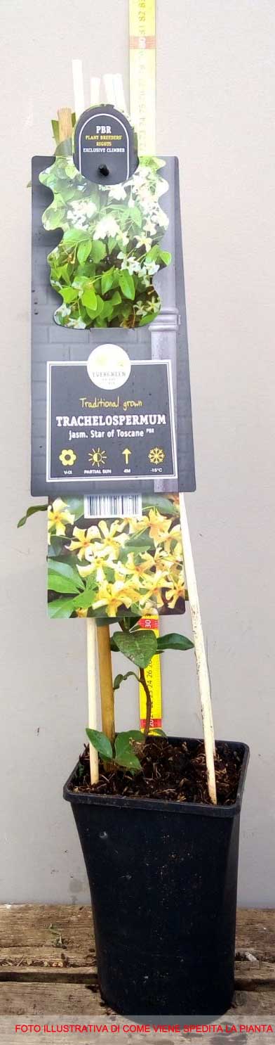 TRACHELOSPERMUM JASMINOIDES STAR OF TOSCANE VASO 15CM