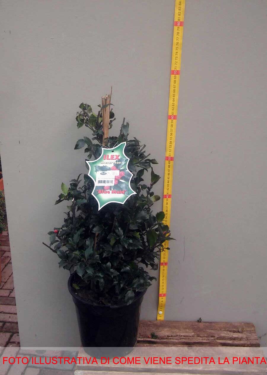 ILEX AGRIFOGLIO BACCATA VASO 12CM
