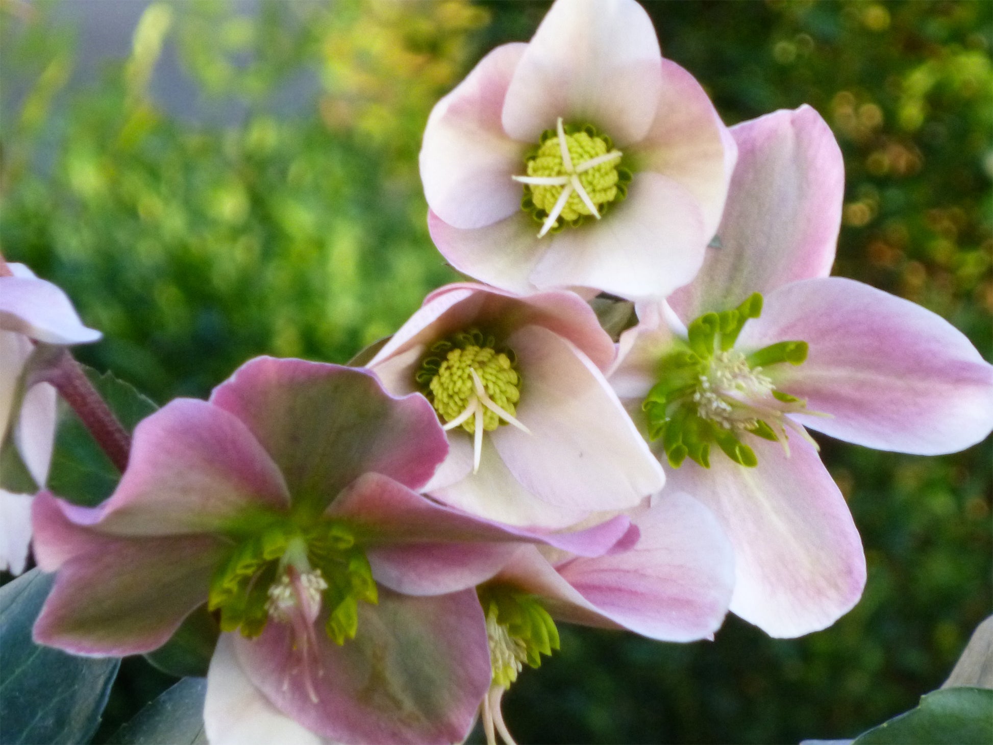 HELLEBORUS ANGEL GLOW ROSA DI NATALE VASO 19CM