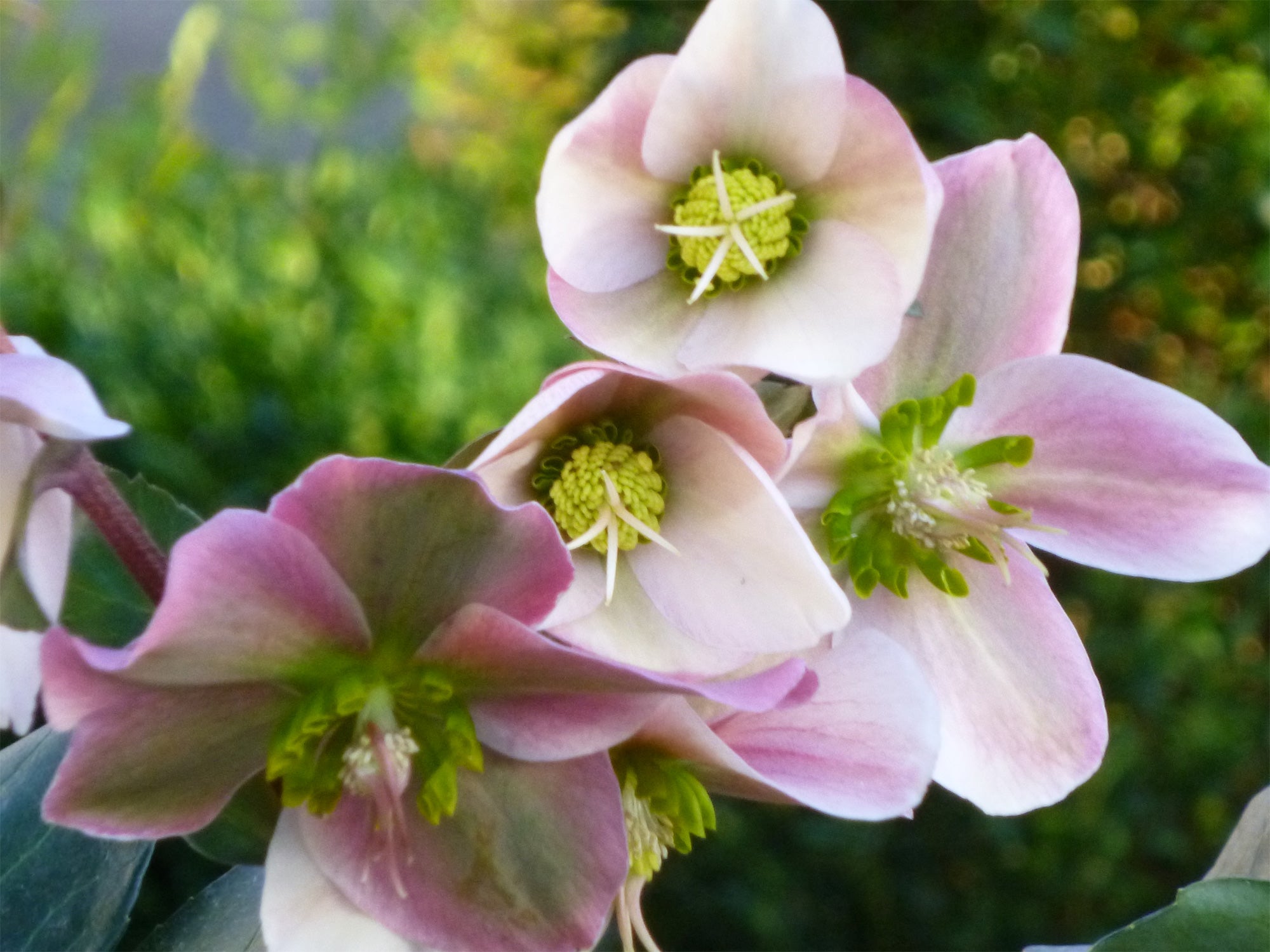 HELLEBORUS ANGEL GLOW ROSA DI NATALE VASO 19CM